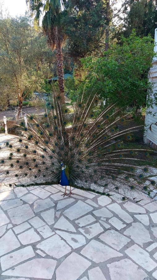 Angels Garden Ξενοδοχείο Kumluca Εξωτερικό φωτογραφία